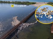 На Одещині побачили рідкісного птаха