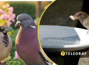 Чому горобців поменшало в Україні