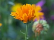 Календула лекарственная