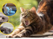 В сети набирает популярность новый тренд