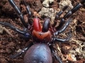 Ученый обнаружил необычного паука, похожего на вампира  