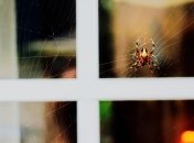Пауки издавна считаются символом удачи и благополучия