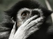 Палеонтологи обнаружили новый вид обезьян возрастом 13 миллионов лет