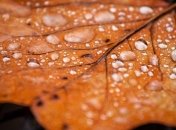 Погода в Украине на сегодня: дожди пройдут почти на всей территории