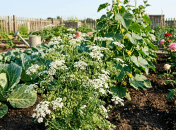 Зачем нужен кориандр на участке