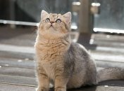 Кошки неплохо поддаются дрессировке, однако придется приложить усилия