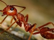 В Великобритании обнаружили необычных муравьев 