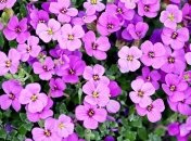 Ученые узнали о происхождении современных растений