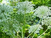 Вызывают ожоги, паралич и даже смерть: на какие опасные растения можно наткнуться в Украине