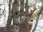 Природа не перестает удивлять: уникальный олень-"мутант" попал в объектив фотоохотника