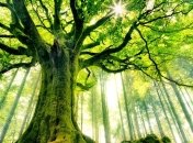 Биологи представили новое "древо жизни"