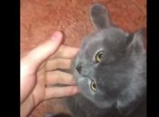 Под Хмельницким полицейский до смерти избивал животных и снимал происходящее на видео