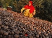 Грецкие орехи снижают риск смерти от рака