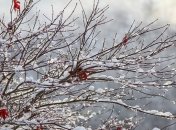 Лунный посевной календарь с 13 по 19 января 2020 года