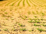 Приметы и обряды на 13 июня - Еремей - распрягальник