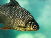 Из-за обмеления массово гибнет рыба