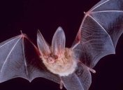 Ученые рассказали, почему летучие мыши врезаются в здания
