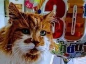 Он прожил 150 лет: В Англии скончался самый старый кот в мире