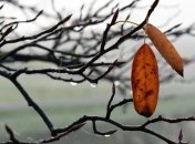 24 февраля - приметы и обряды в День Власия