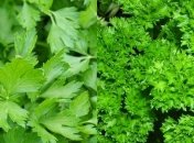 Какими лечебными свойствами обладает петрушка