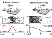 Ученые изучили процесс принятия решений