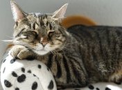 Листопад гарний місяць для Раків, Стрільців та Риб