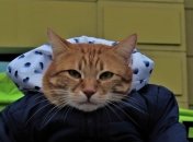 Кот-рекордсмен из Житомира