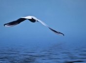 Отлов тунца в Средиземном море угрожает амстердамскому альбатросу 