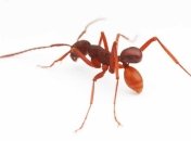 Ученые открыли новый вид жуков, которые используют муравьев в качестве транспорта