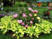 Дачный участок: оригинальное оформление цветников на даче (Фото)