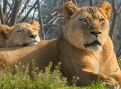 Стало известно, какой львенок стал прототипом Симбы в "Короле Льве"