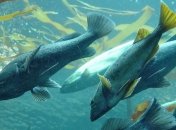 У рыб обнаружили способность к суперзрению  