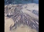 Возле Магадана огромное количество рыбы выбросилось на мелководье: местных жителей предупредили об опасности (видео)