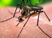 Украинка умерла от малярии после возвращения с Занзибара: симптомы спутали с признаками коронавируса