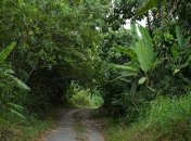 Экология опять под угрозой: кокаин вредит не только человечеству