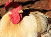 "Без вариантов": В ЕС отказались пересматривать эмбарго на экспорт украинской курятины