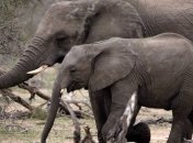 СИТЕС утвердил санкции против 7 стран