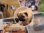 Собака, будучи найкращим другом людини, завжди знає, як розсмішити