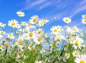 Погода в Украине 24 июня: солнечно, без осадков 