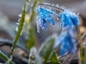 В ряде областей Украины ожидаются заморозки 