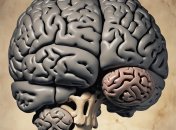 Человеческий мозг