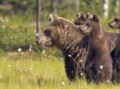 Медведи помогают дикой вишне "сбежать" в горы от изменения климата