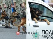 Собаки с двуногими сослуживцами вышли на парад