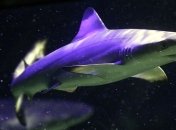 Американец спасся от акулы, избив ее