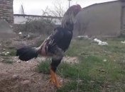 Мужчина погиб от лап собственного бойцовского петуха, теперь его ждет суд