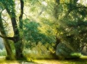 Сказочные лесные пейзажи знаменитого фотографа (Фото) 