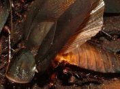 Тараканы соблазняют самок демонстрацией "мускулов" 