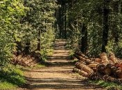 "Лес в смартфоне": Кабмин будет контролировать вырубку деревьев