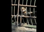 Котят живьем замуровали в подвале: в киевском дворе разгорелся серьезный конфликт