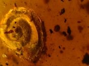 Archaeocyclotus brevivillosus